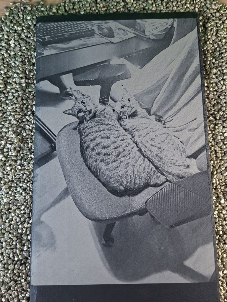 Schieferplatte Katzen